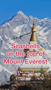 Image result for mountain top seashell