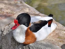 Attēlu rezultāti vaicājumam “Tadorna tadorna”