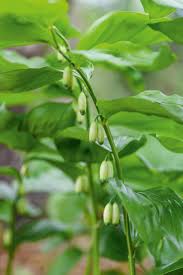 Attēlu rezultāti vaicājumam “Polygonatum multiflorum  fruit”