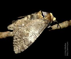 Attēlu rezultāti vaicājumam “Cossus cossus imago”