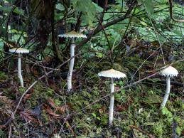 Attēlu rezultāti vaicājumam “Trichia ambigua macro”