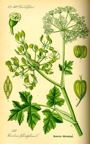 Attēlu rezultāti vaicājumam “Heracleum sphondylium subsp. sibiricum”