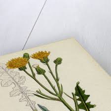 Attēlu rezultāti vaicājumam “Crepis biennis”