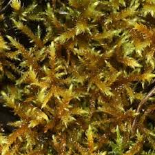 Attēlu rezultāti vaicājumam “Cratoneuron filicinum”