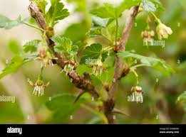 Attēlu rezultāti vaicājumam “Ribes uva-crispa flower”