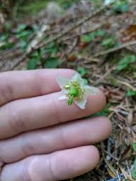 Attēlu rezultāti vaicājumam “Moneses uniflora bud”