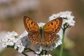 Attēlu rezultāti vaicājumam “Lycaena virgaureae female”