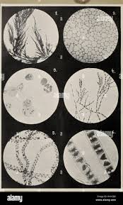 Attēlu rezultāti vaicājumam “Chaetophora pisiformis”
