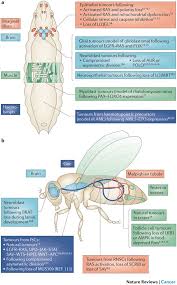 Attēlu rezultāti vaicājumam “Drosophila melanogaster”