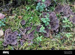 Attēlu rezultāti vaicājumam “Phellodon tomentosus”