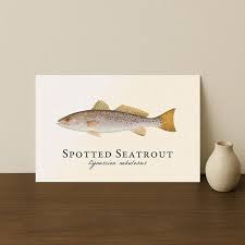 Image result for Cynoscion nebulosus