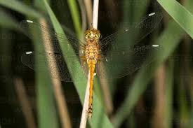 Attēlu rezultāti vaicājumam “Sympetrum danae”