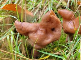 Attēlu rezultāti vaicājumam “Gyromitra infula”