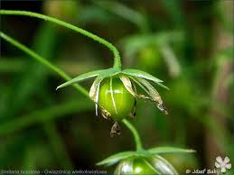 Attēlu rezultāti vaicājumam “Stellaria holostea fruit”