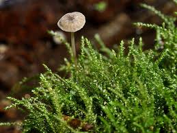 Attēlu rezultāti vaicājumam “Hygroamblystegium tenax”