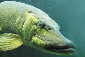 Image result for Esox lucius