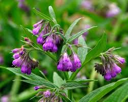 Attēlu rezultāti vaicājumam “Symphytum officinale bud”