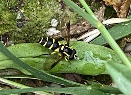 Attēlu rezultāti vaicājumam “Xanthogramma sp.”