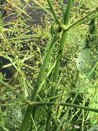 Attēlu rezultāti vaicājumam “Alisma lanceolatum leaf”