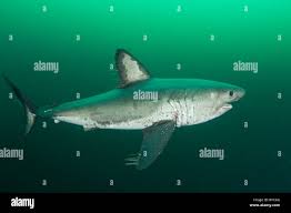 Image result for Lamna ditropis