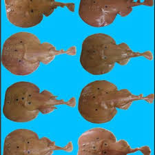 Image result for Dasyatis chrysonota