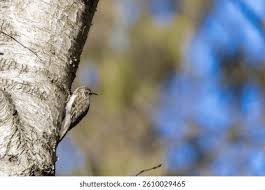 Attēlu rezultāti vaicājumam “Certhia familiaris”