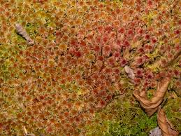 Attēlu rezultāti vaicājumam “Sphagnum magellanicum”