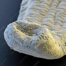 Image result for cestoda excrement dog