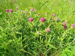 Attēlu rezultāti vaicājumam “Trifolium alpestre”