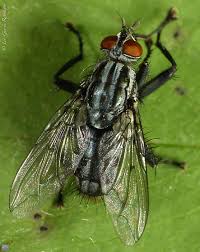 Attēlu rezultāti vaicājumam “Tachinidae”