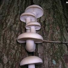 Attēlu rezultāti vaicājumam “Hypsizygus ulmarius”