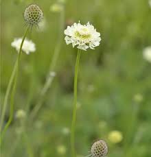 Image result for Scabiosa ochroleuca