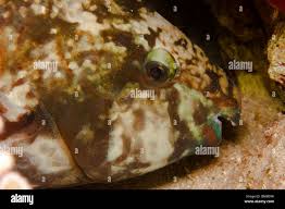 Image result for Scarus fuscopurpureus