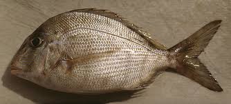 Image result for Calamus bajonado