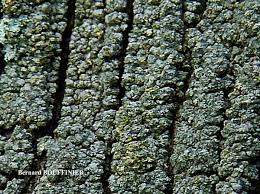 Attēlu rezultāti vaicājumam “Trapeliopsis flexuosa”