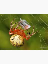 Attēlu rezultāti vaicājumam “Araneus marmoreus”
