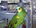Scooter the Blue-Fronted Amazon Parrot