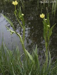 Attēlu rezultāti vaicājumam “Ranunculus lingua leaf”