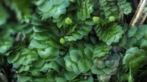 Attēlu rezultāti vaicājumam “Calypogeia azurea”