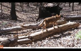 Image result for Hartlepool Coyotes