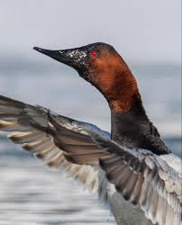 Image result for Aythya valisineria