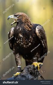 Attēlu rezultāti vaicājumam “Aquila chrysaetos”