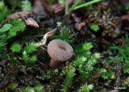 Attēlu rezultāti vaicājumam “Helvella macropus”
