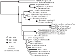 Image result for Huso brevirostrum