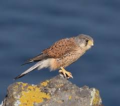 Attēlu rezultāti vaicājumam “Falco tinnunculus adult”