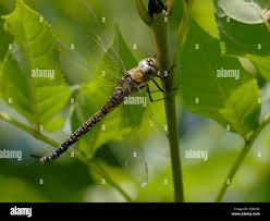 Attēlu rezultāti vaicājumam “Aeshna mixta female”