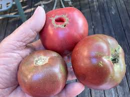 Afbeeldingsresultaat voor cherokee purple tomato