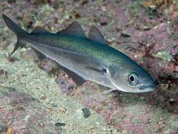 Image result for Pollachius pollachius