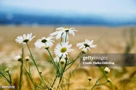 Image result for Kamille