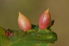 Attēlu rezultāti vaicājumam “Rabdophaga heterobia”
